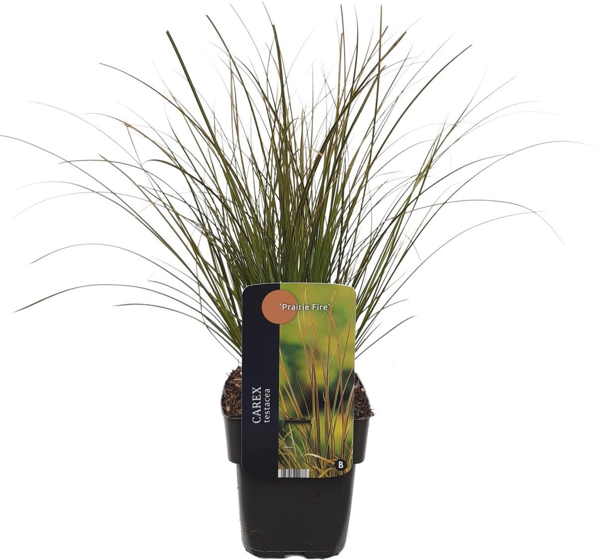 Zegge (Carex testacea 'Lime Shine') D 17 H 45 cm