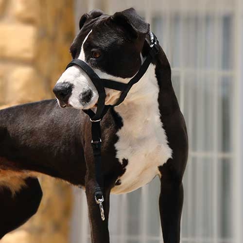 Guia para cães Ibáñez Dogway DOG GUIDER IBÁÑEZ DOGWAY L