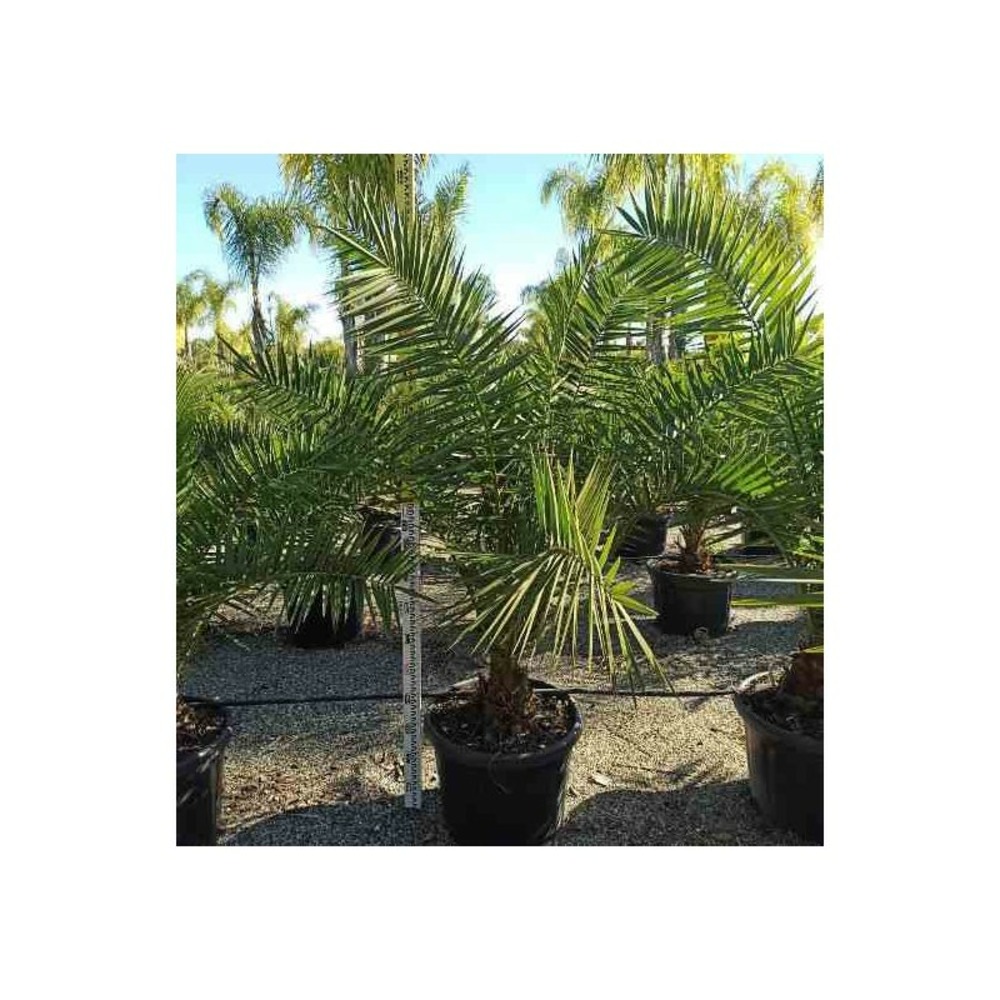 Phoenix canariensis (dattier des canaries) taille pot de 25l- 125/150cm