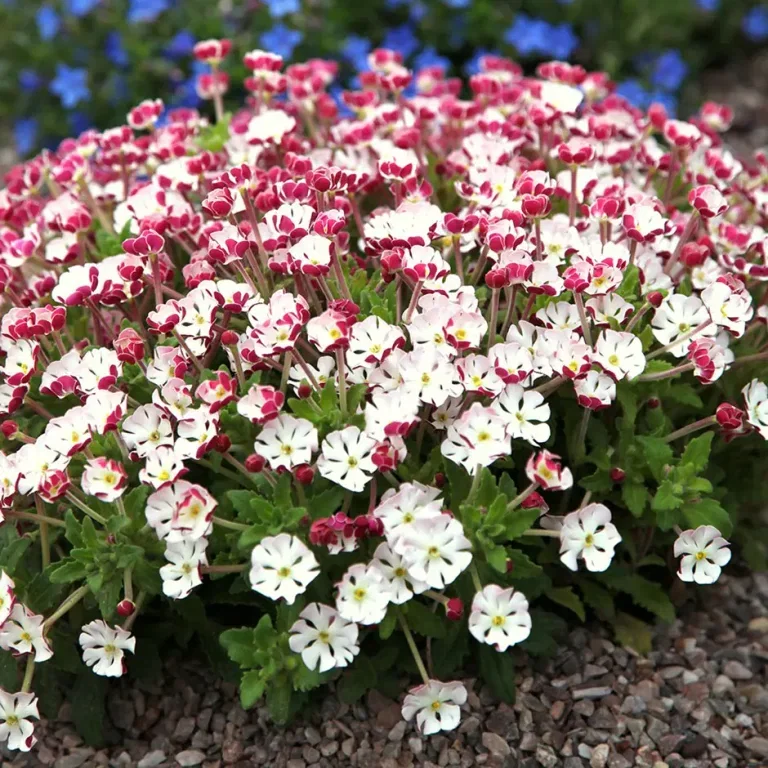Zaluzianskya ovata 19 cm Zaluzianskya ovata 19 cm Ø19 cm