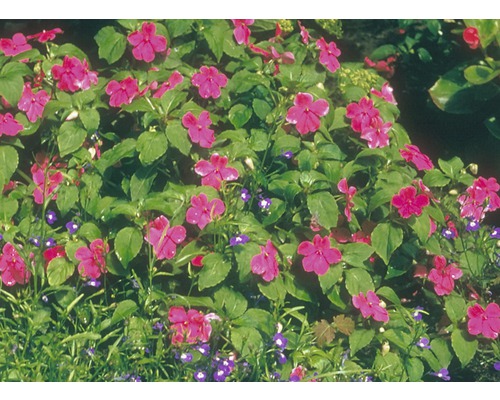 Impatiens Nieuw-Guinea (FloraSelf) Ø 13 cm pot