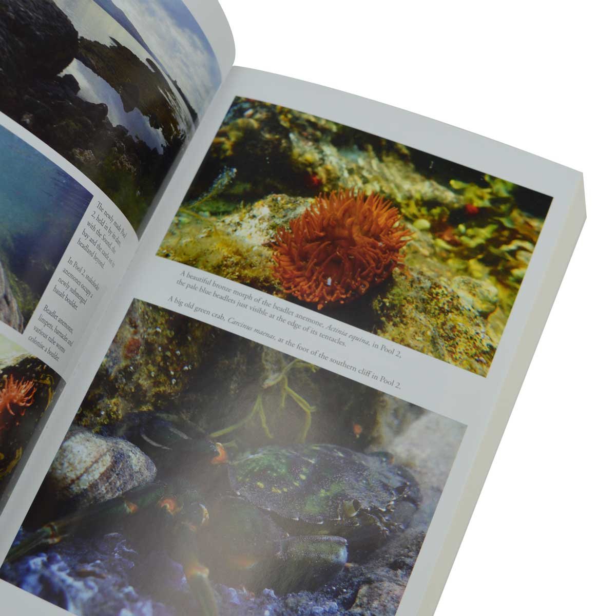 Life Between the Tides: In Search of Rockpools and Other Adventures Along the Shore (Paperback)