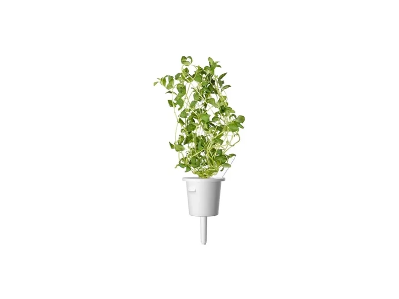 Click & Grow Smart Garden refill Marjoram 3pcs