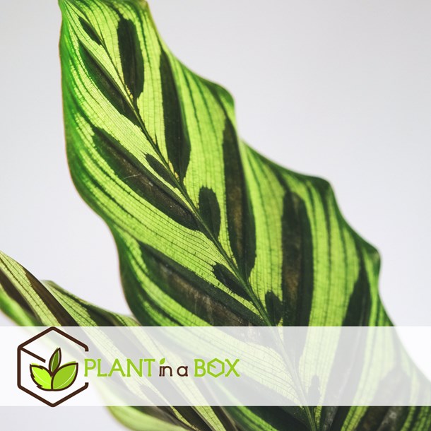 Calathea insignis