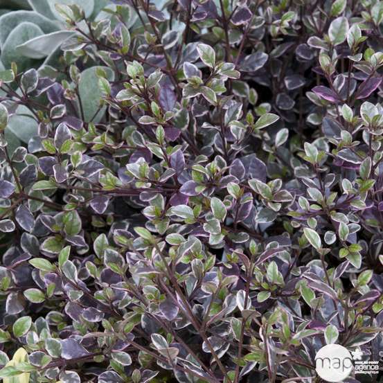 Lophomyrtus x ralphii Magic Dragon: H40/50cm, 4Litres, D20cm