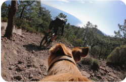 Hundegeschirr „Fetch“(Kamerahalterung für Hunde-POV-Aufnahmen)
