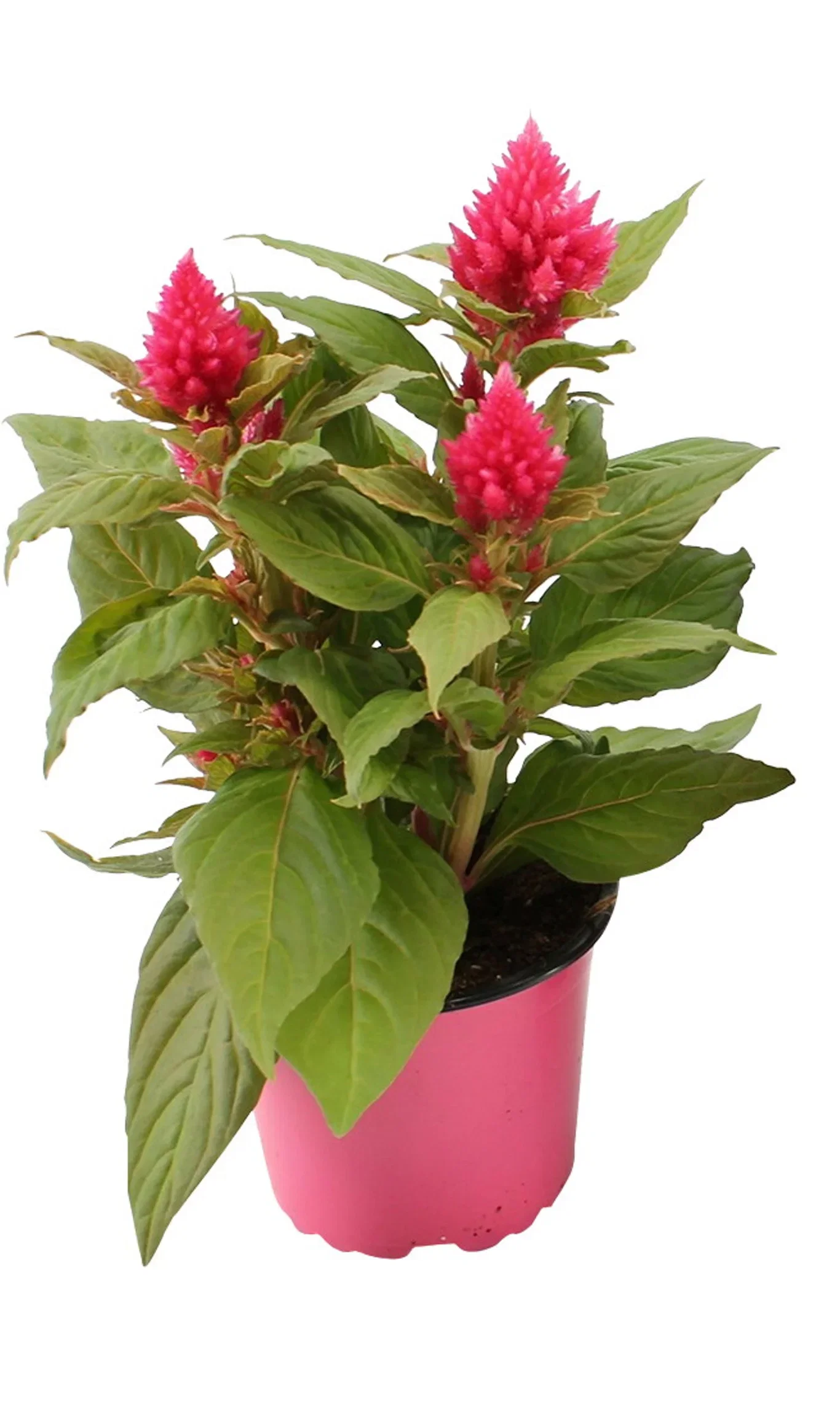 Celosia 'Kelos Fire' 12 cm Kam 'Kelos Fire' Ø12 cm