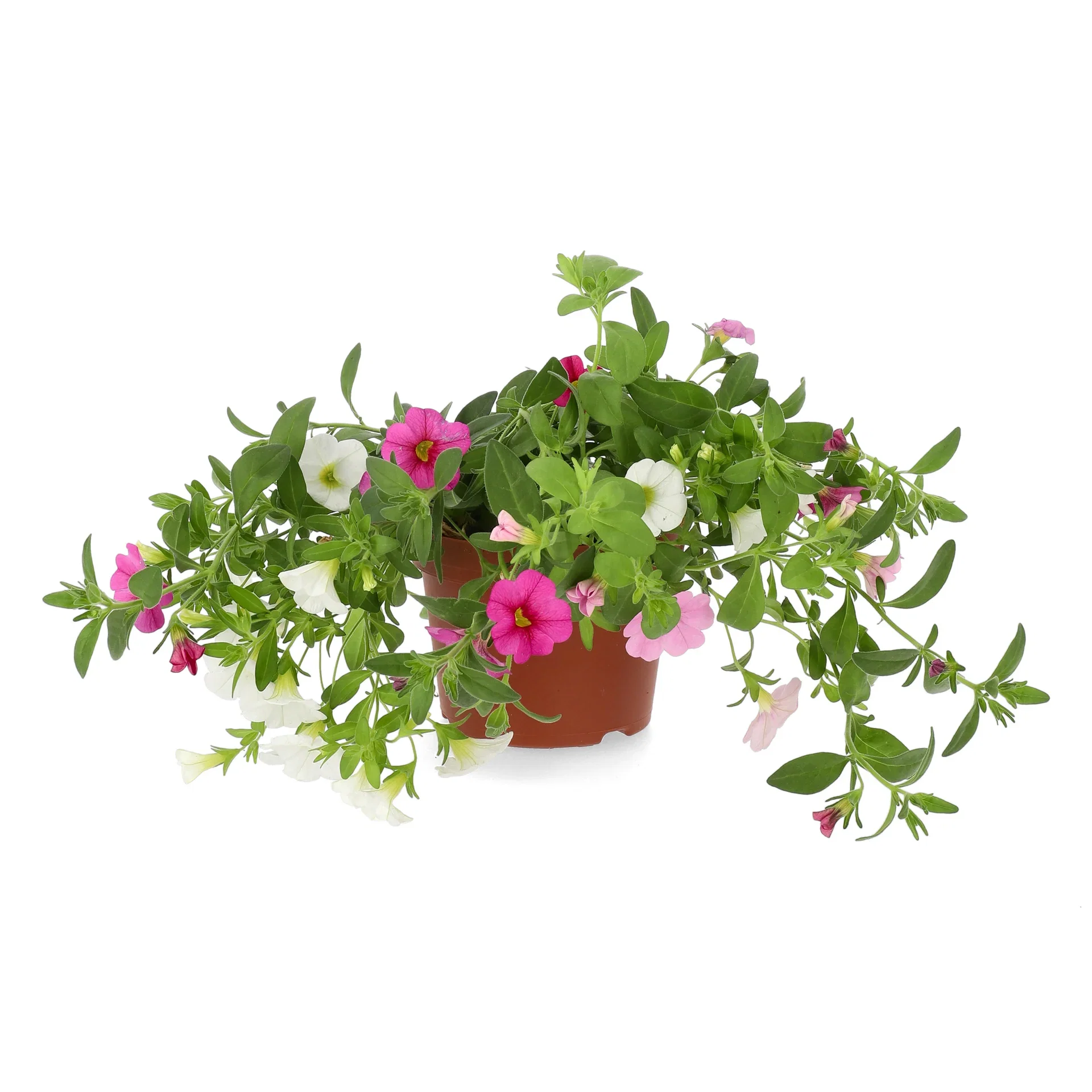 Calibrachoa Romantic G. Pinkish 12 cm Småpetunia Ø12 cm
