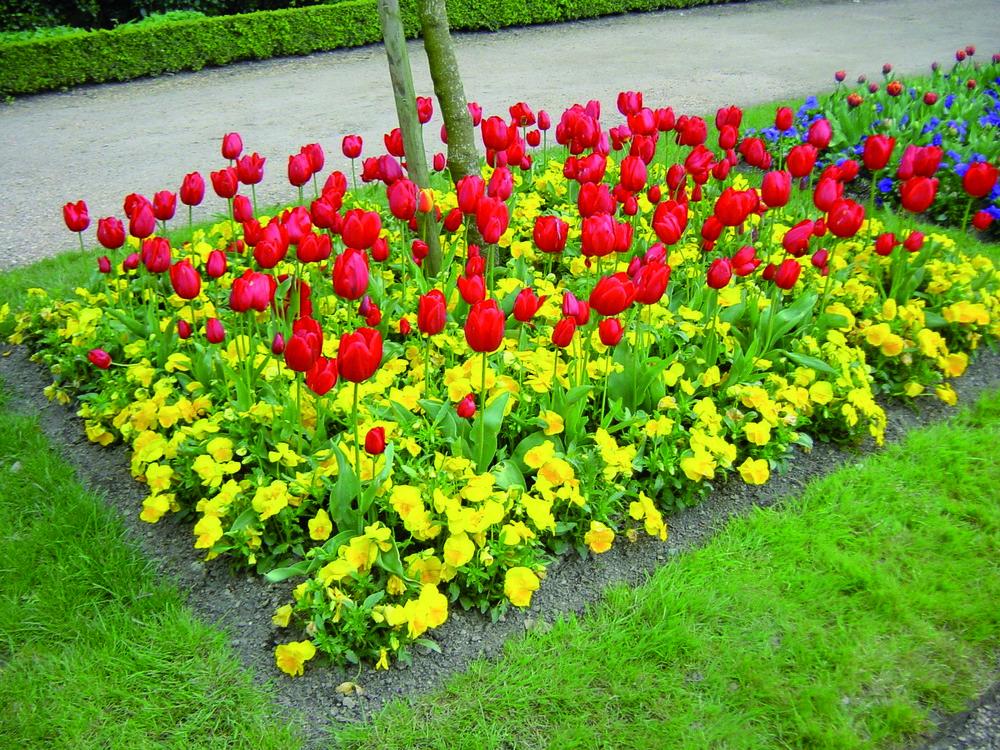 Plant de pensee pot 10,5 cm