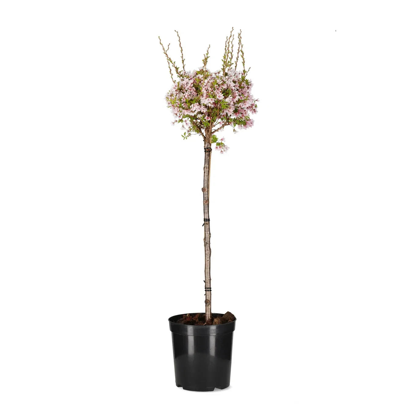 Prunus incisa 'Kojo-no-mai' Japankirsebær 'Kojou-no-mai' oppstammet Høyde 80-100 cm