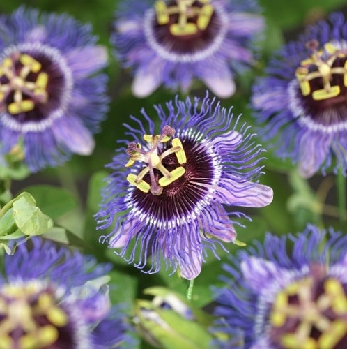 Passiebloem (Passiflora 'Purple Rain') D 16 H 75 cm