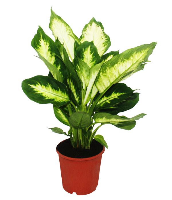 Dieffenbachien-Set - Dieffenbachia, 3-teilig