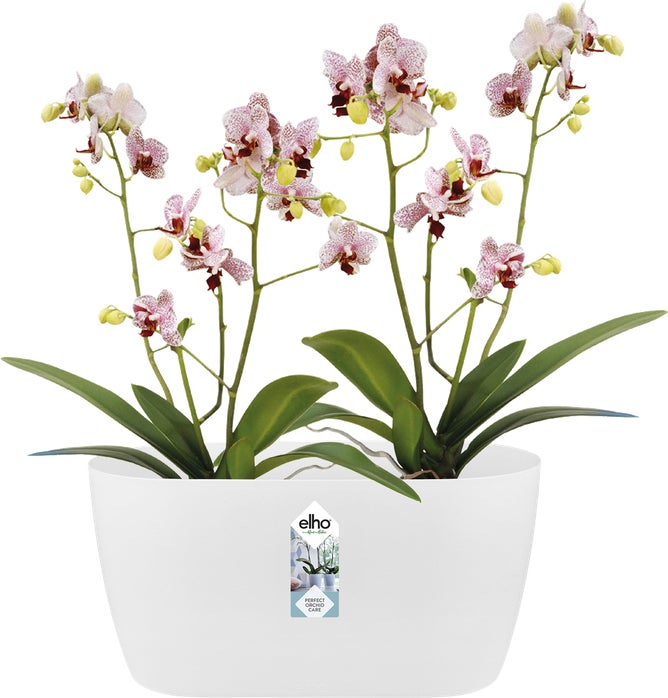 Elho bloempot Brussels orchidee wit 24,8 x 13,4 x 12 cm