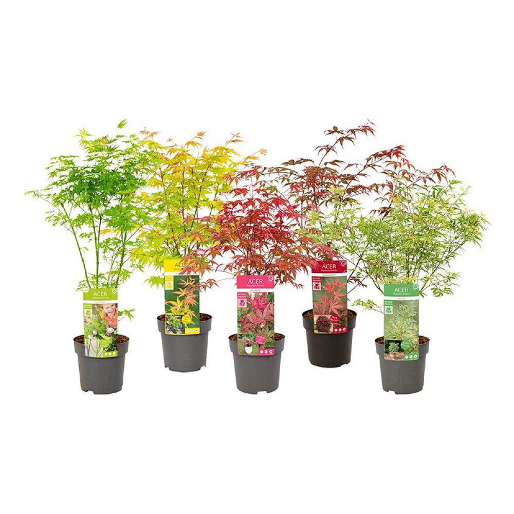 JAPANSK LØNN 19CM