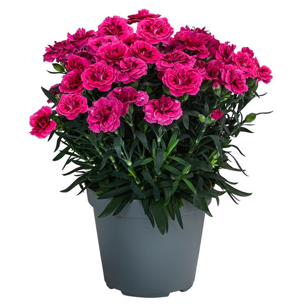 Garten-Nelke, verschiedene Farben