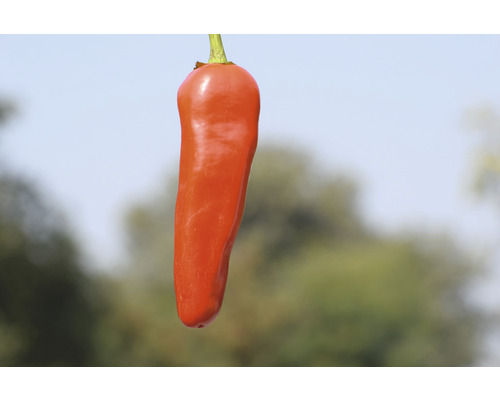 Biologisch groentezadenpakket 