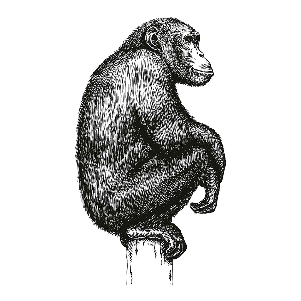 Sticker mural dessin chimpanzé 70x50cm