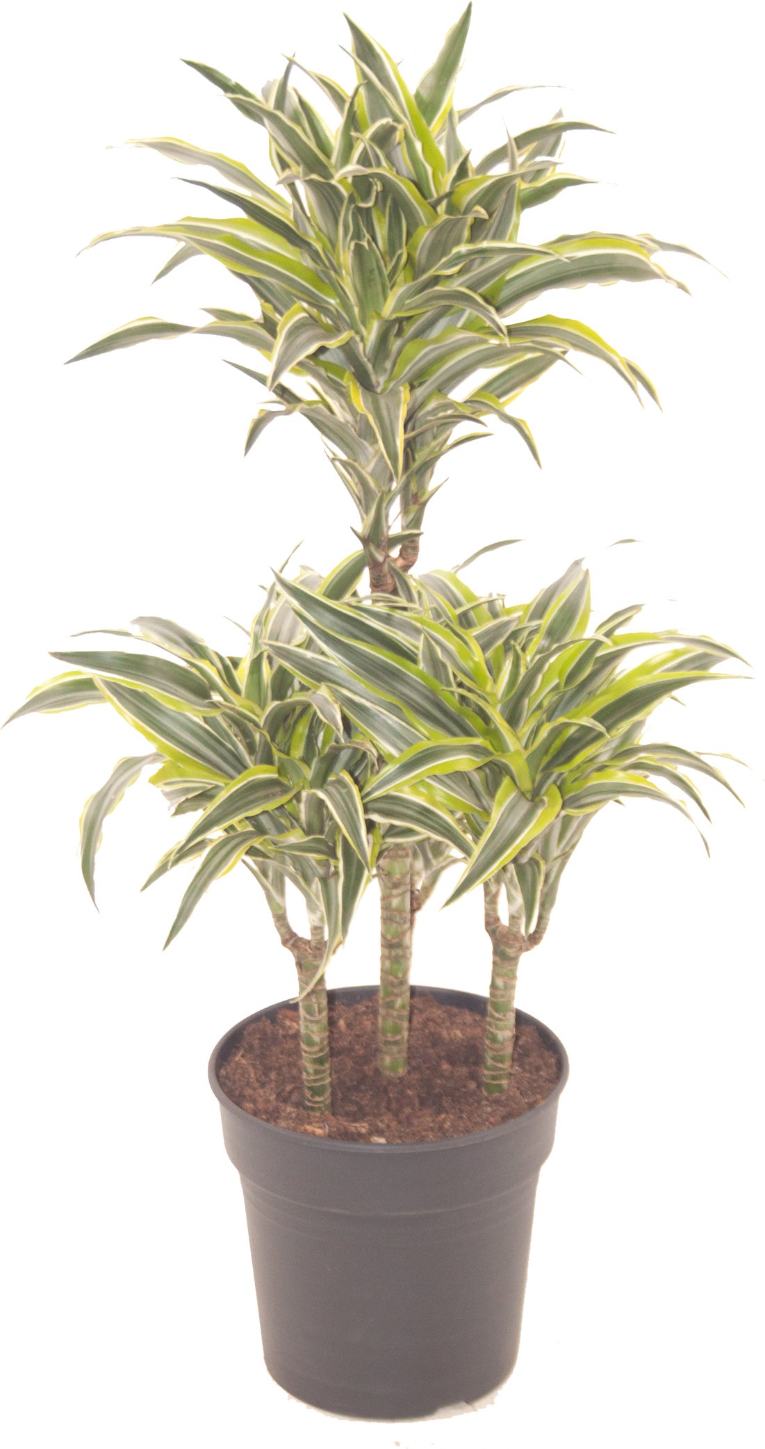 Drakenbloedboom (Dracaena fragrans 'Surprise') D 21 H 90 cm