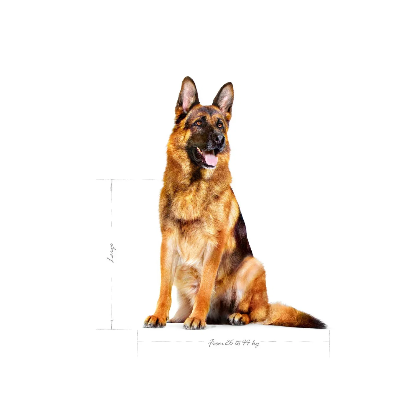Royal Canin Royal Canin Maxi Adult 5 15 kg