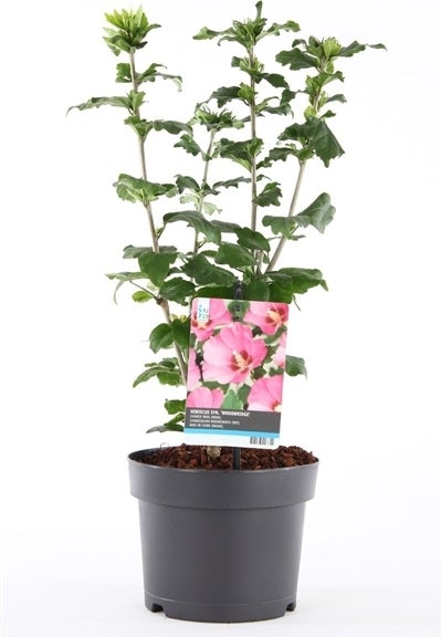 Chinese Roos (Hibiscus syriacus 'Woodbridge' ) D 21 H 50 cm