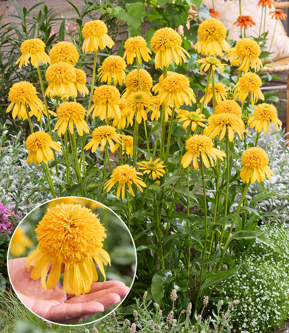Echinacea 'Cheerleader® Yellow'