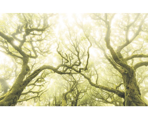 Fotobehang vliesbehang SH055-VD4 Stefan Hefele Ed 1 Green Fire 4-delig. 400x250cm