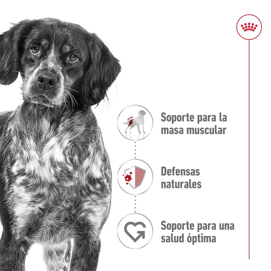 Sachê Royal Canin Medium Adult em molho para cães