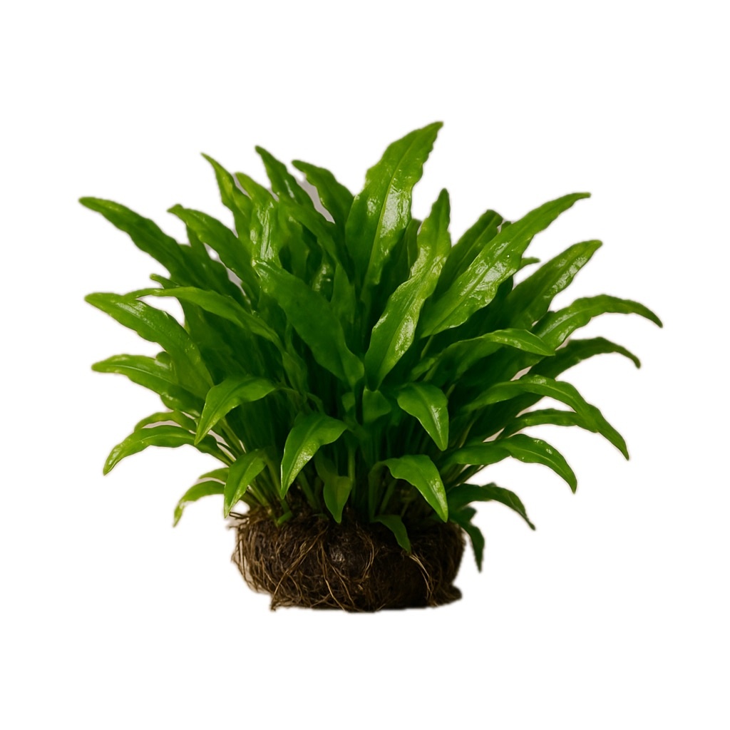 Waterplant Cryptocoryne wendtii 'green gecko' in-vitro
