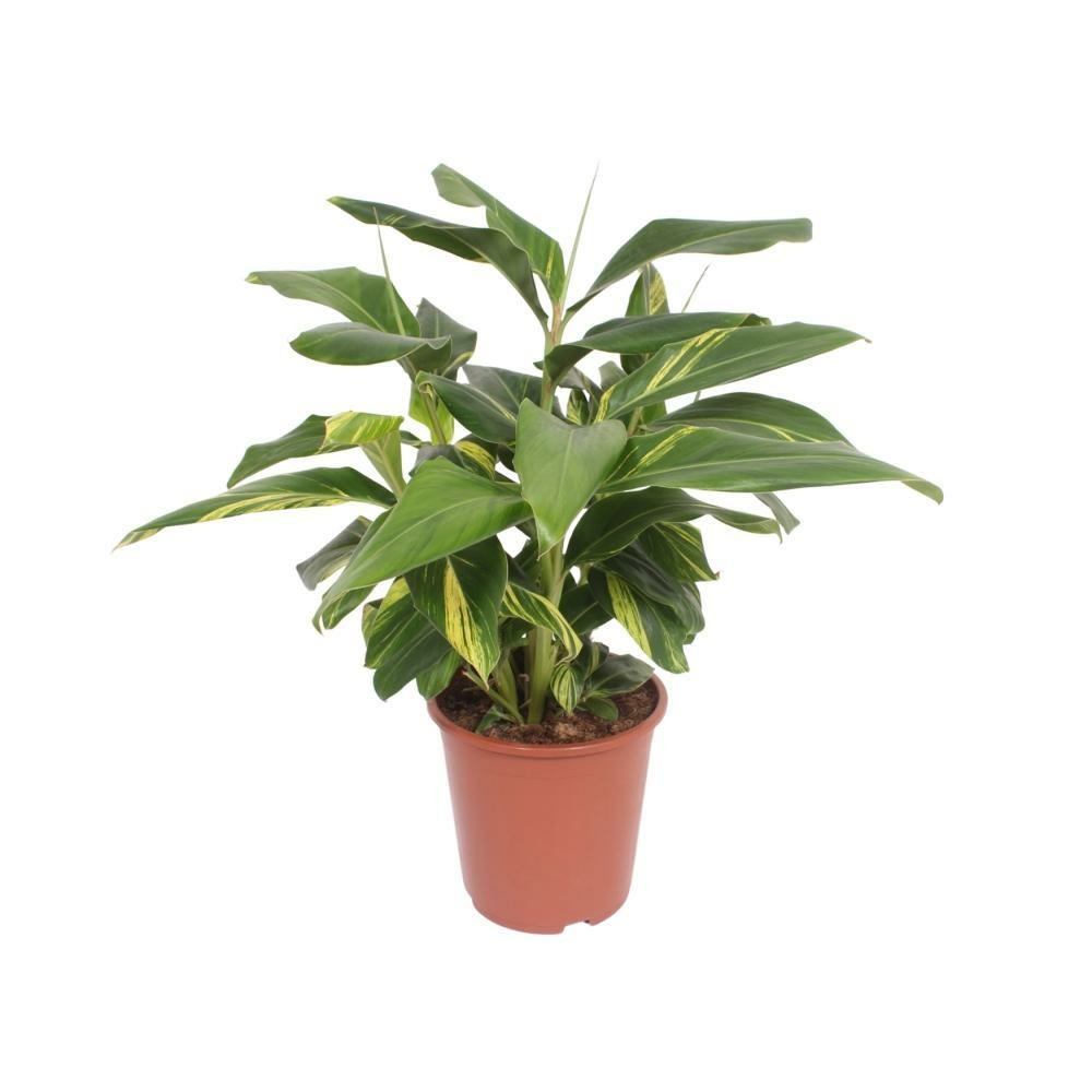 Plante d'intérieur - alpinia zerumbet 'variegata' 80.0cm
