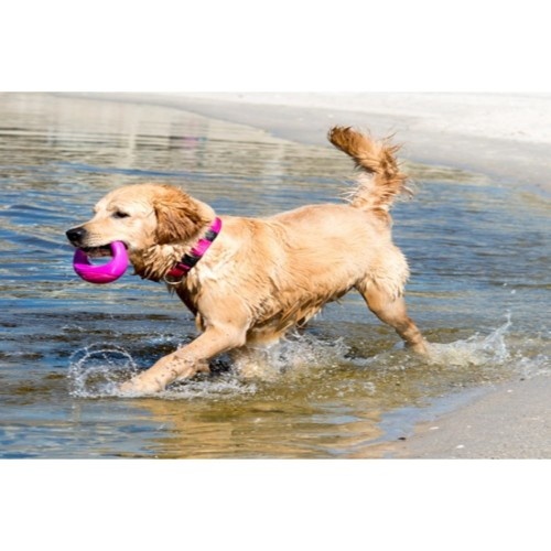 Brinquedo para cães Rogz Pop-Upz