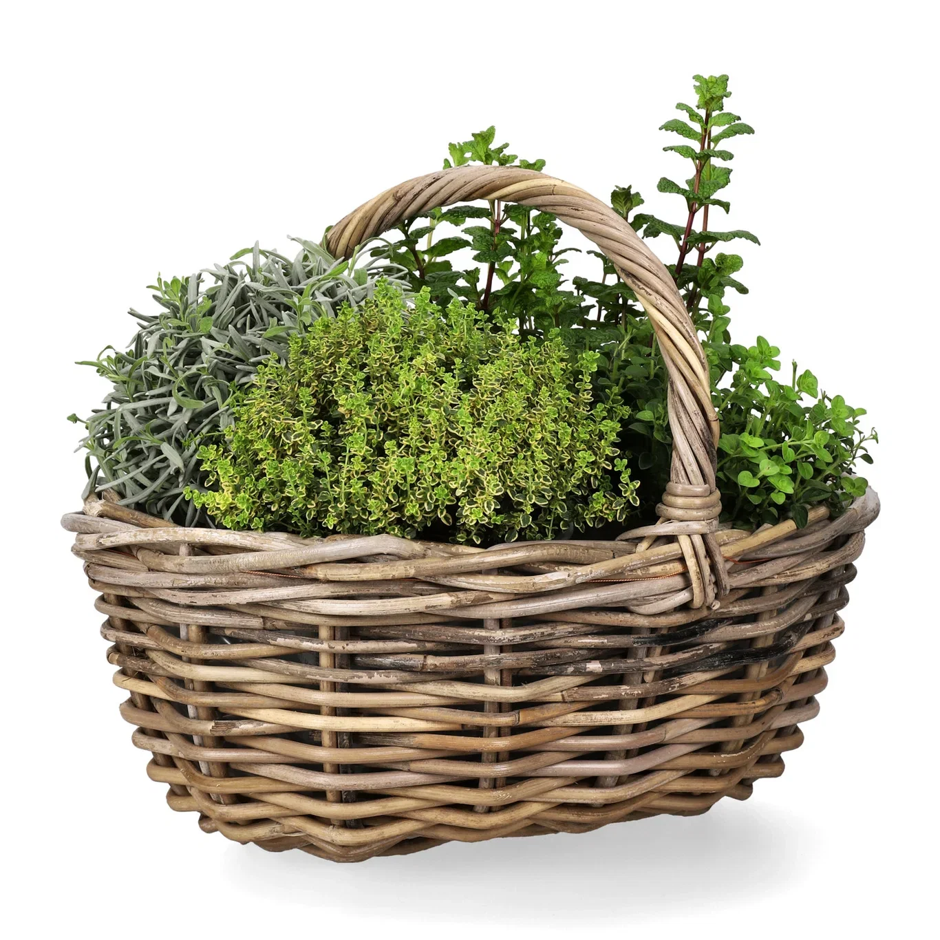 Mentha 'Mojito' Mynte 'Mojito' Ø14 cm