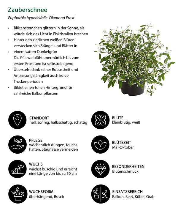 Beet- & Balkonpflanzen-Set Sommerzauber,