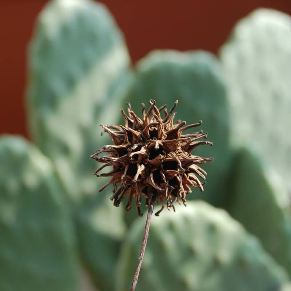 Copalme ou liquidambar (liquidambar styraciflua) - godet - taille 20/40cm