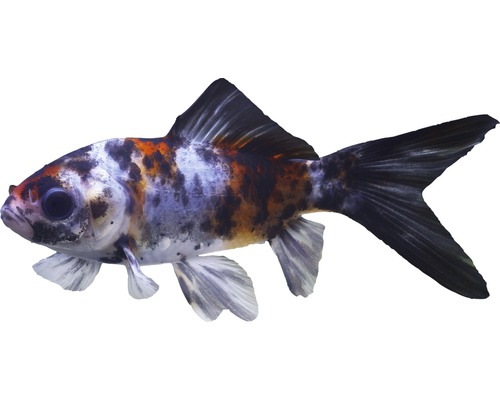 Vis Shubunkin 7 - 10 cm - Carassius Auratus