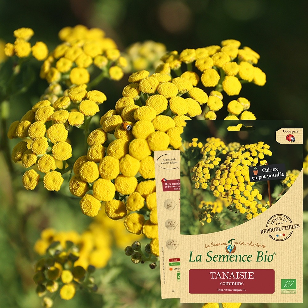 Tanaisie commune bio