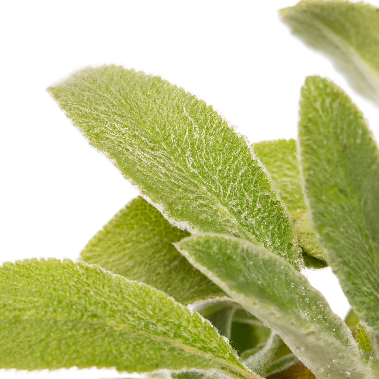 Ezelsoor (Stachys byzantina) D 11 H 15 cm