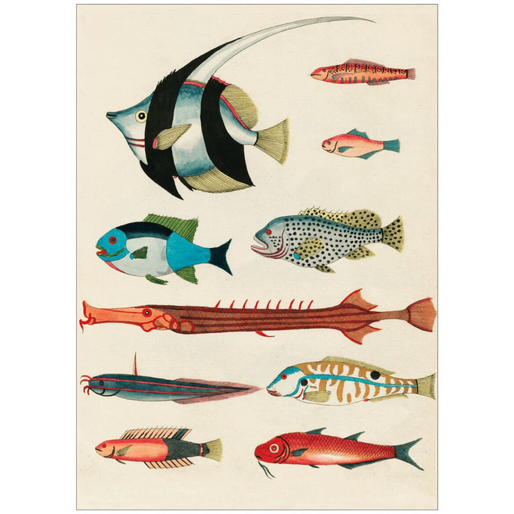 Køb Poster & Frame Louis Renard - Colorful Fishes Lll