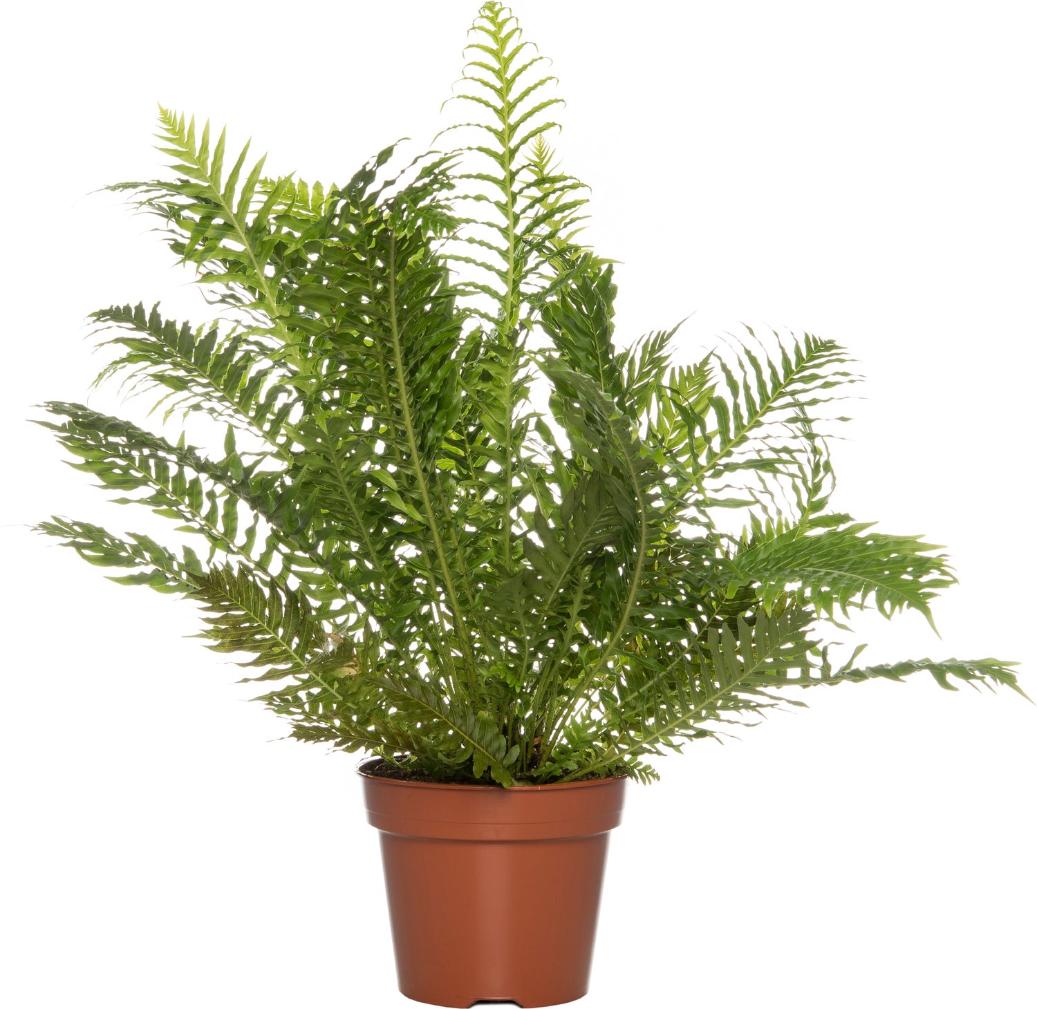 Dubbelloof (Blechnum) D 17 H 50 cm