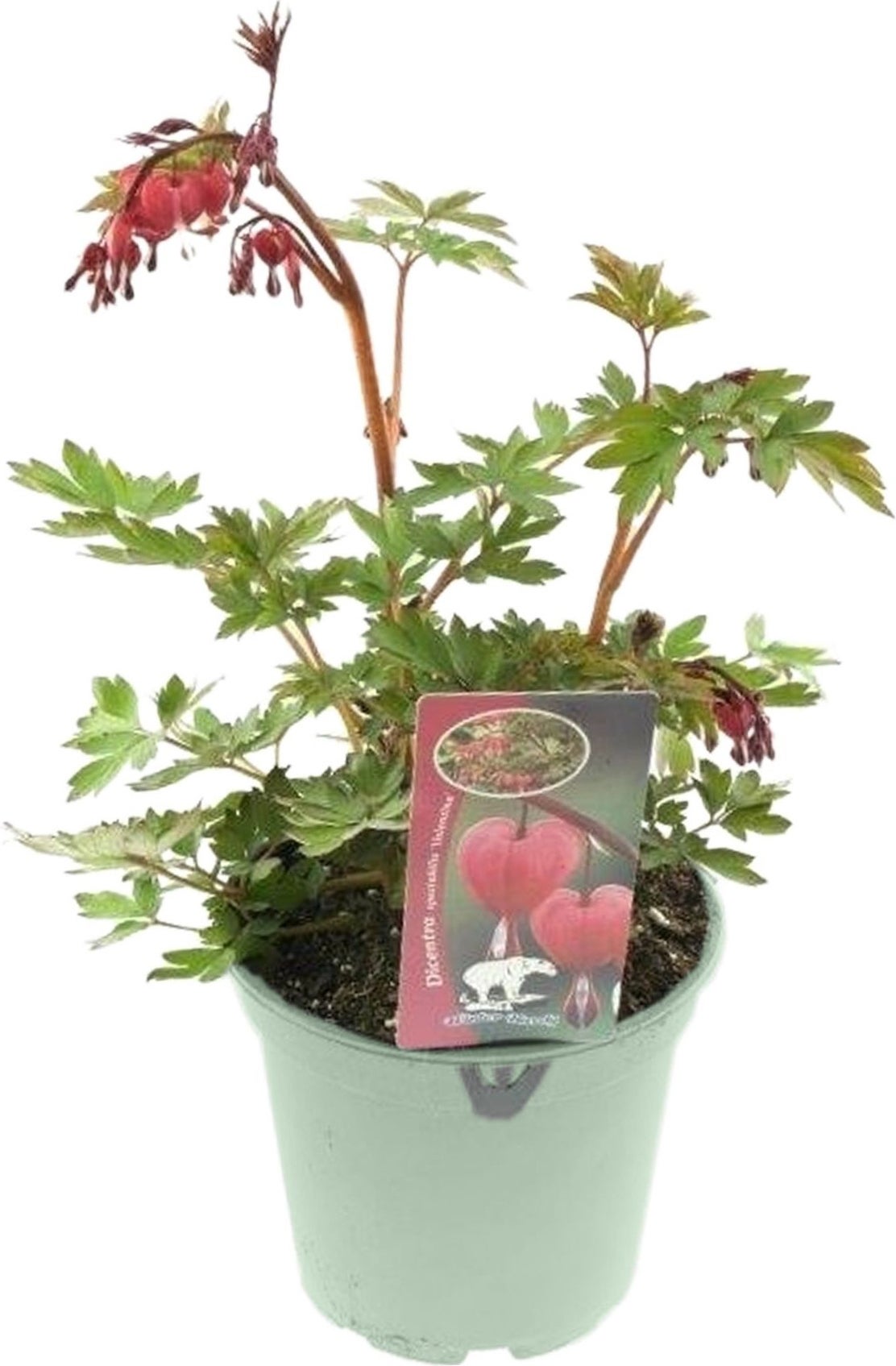 Gebroken Hartje (Dicentra spectabilis 'Valentine') D 17 H 25 cm