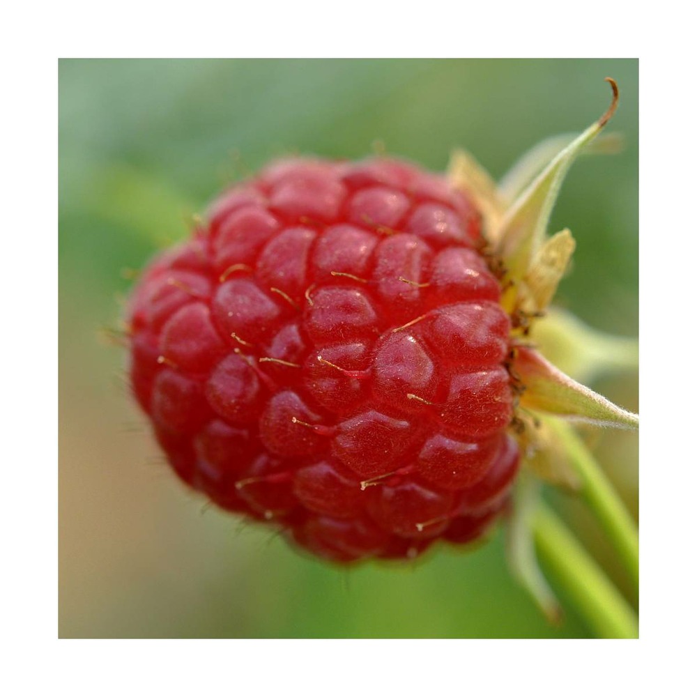 Framboisier idaeus little sweet sister®/rubus idaeus little sweet sister®[-]pot de 1,5l - 20/50 cm