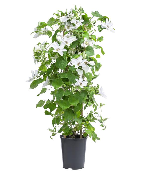 Waldrebe - Clematis 'Guernsey Flute'