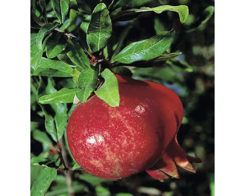 Biologische granaatappelstruik FloraSelf Bio Punica granatum 'Wonderful' H 40-60 cm Co 3 L
