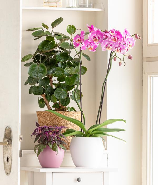 Schmetterlingsorchidee - Phalaenopsis