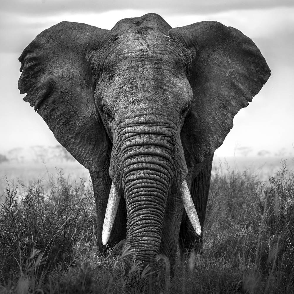 Akustikbild GROßER ELEFANT 80x80cm, 5kg