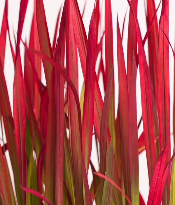 Japanisches Blutgras 'Red Baron'