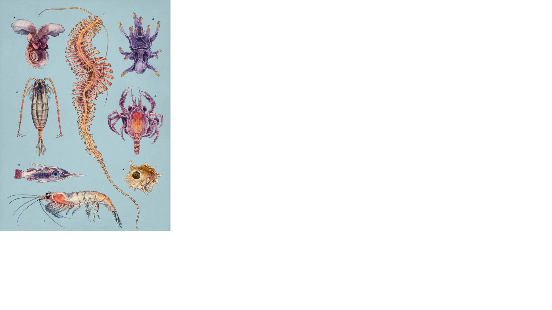 Dieren van de Zee