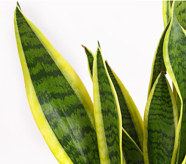 Bogenhanf - Sansevieria trifasciata var.