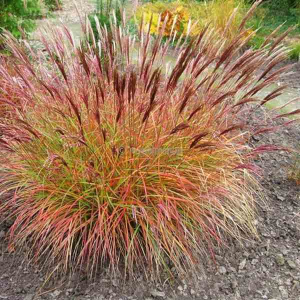 Miscanthus sinensis red chief (roseau de chine, eulalie) taille pot de 5 litre - 0/120 cm