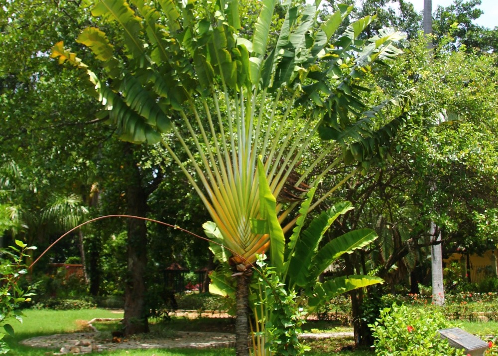 Kit cadeau - arbre du voyageur - 8 graines - ravenala madagascariensis