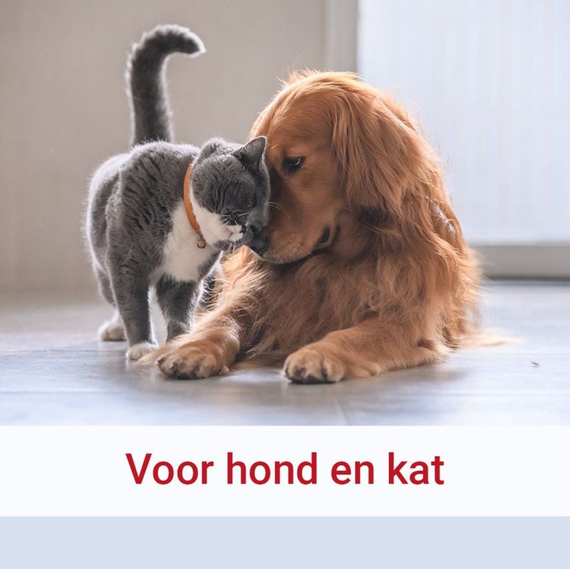 Pharmox - Hond & Kat PEA 100% Puur - Dierensupplement - 60 Capsules